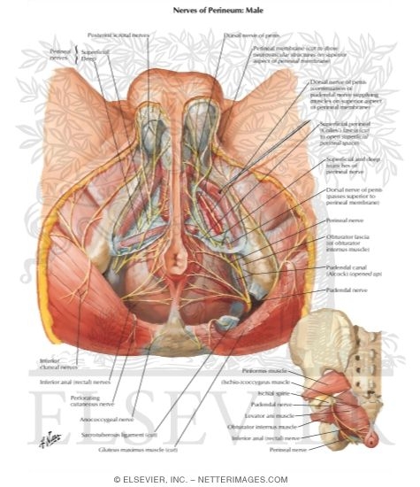 Innervation Of Abdomen And Of Perineum This article is currently under review and may not be up to date. innervation of abdomen and of perineum