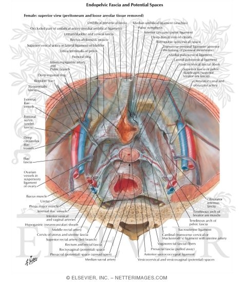 Watermarked preview of labeled image: Endopelvic Fascia and Potential Spaces
Pelvic Fascia and Perineopelvic Spaces
Peritoneum