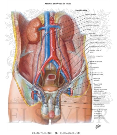 Blood Supply of Testes