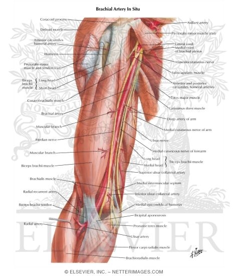 Watermarked preview of labeled image: Brachial Artery In Situ
