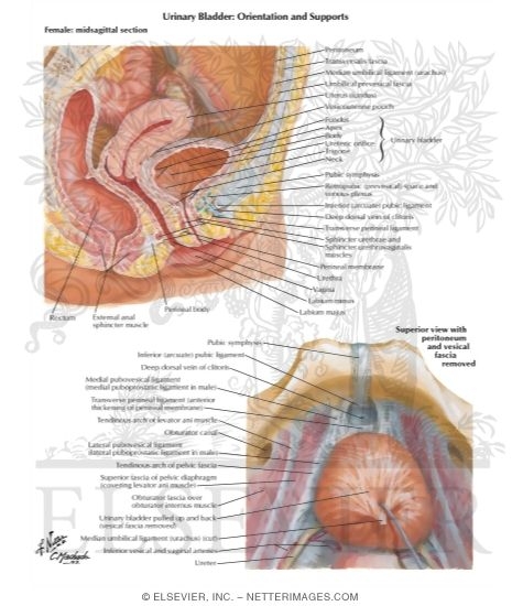 Watermarked preview of labeled image: Urinary Bladder: Female
Urinary Bladder: Orientation and Supports