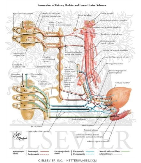 Watermarked preview of labeled image: Innervation of Kidneys, Ureters and Bladder