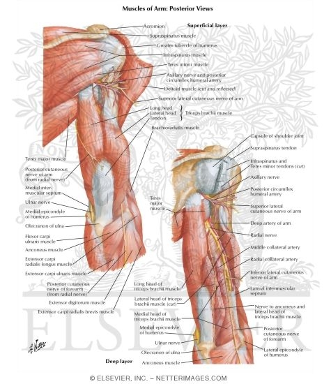 Atlas Of Human Anatomy 3e