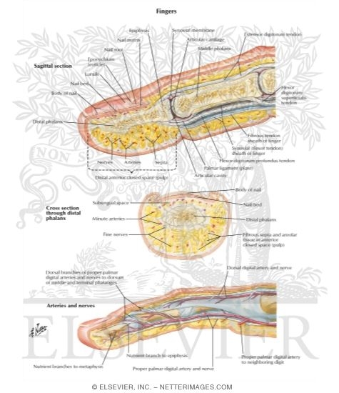 Sectional Anatomy:  Fingers