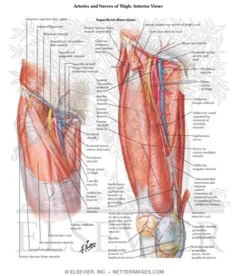Watermarked preview of labeled image: Arteries and Nerves of Thigh: Anterior Views
Superficial Dissections
