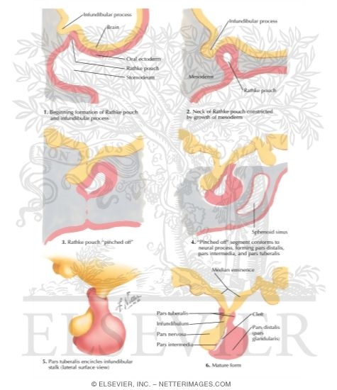 Watermarked preview of labeled image: Development of the Pituitary Gland