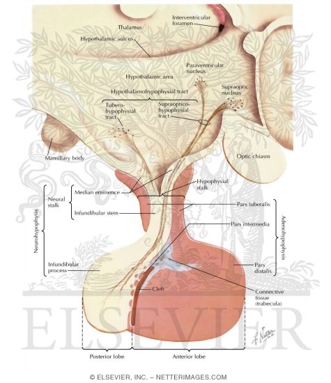 Watermarked preview of labeled image: Divisions of the Pituitary Gland and Relationship to Hypothalamus
