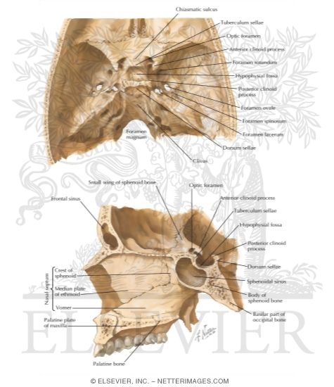 Watermarked preview of labeled image: Relationship of the Sella Turcica