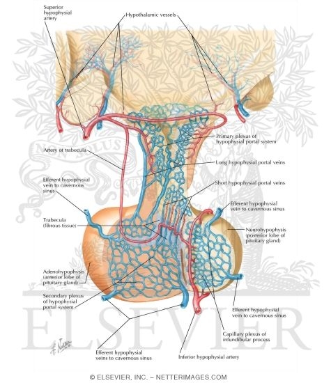 Blood Supply of the Pituitary Gland