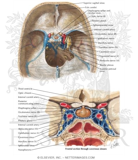 Relationship of the Pituitary Gland to the Cavernous Sinus