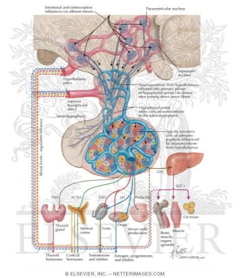 Watermarked preview of labeled image: Anterior Pituitary Hormones and Feedback Control
