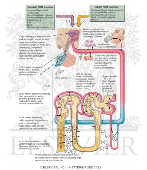 Secretion and Action of Vasopressin