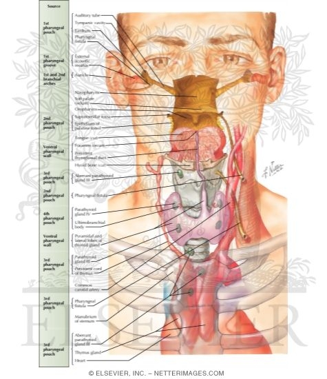 Watermarked preview of labeled image: Development of the Thyroid and Parathyroid Glands