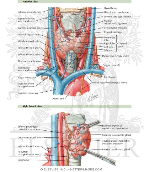 Anatomy of the Thyroid and Parathyroid Glands