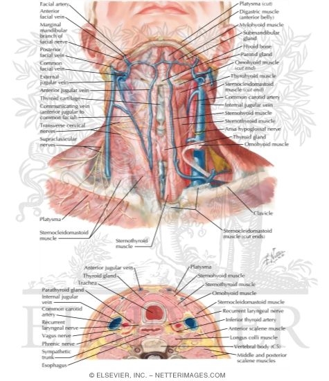 thyroid anatomy