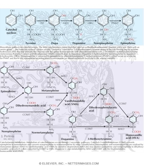 Catecholamine Synthesis, Storage, Secretion, Metabolism, and Inactivation