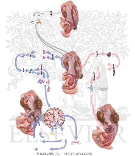 Watermarked preview of unlabeled image: Genetics and Biology of Early Reproductive Tract Development