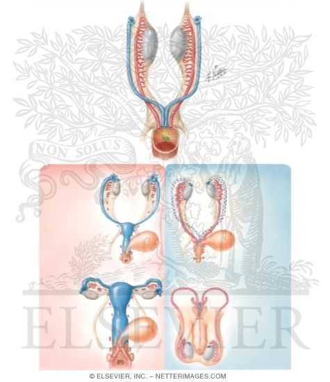 Watermarked preview of unlabeled image: Homologues of the Internal Genitalia