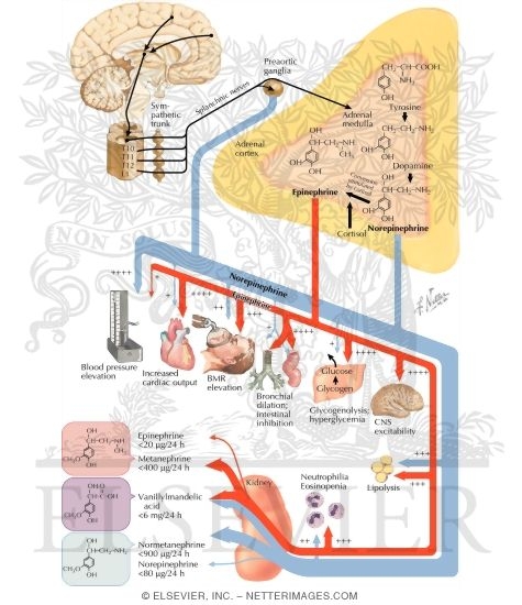 Adrenal Medulla and Catecholamines