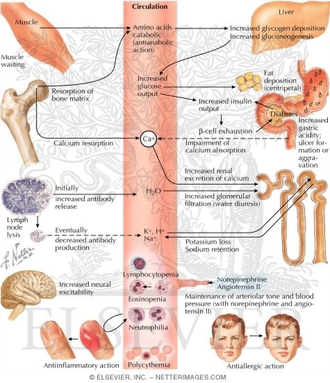 Biologic Actions of Cortisol
