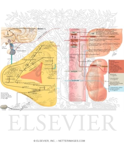 Watermarked preview of labeled image: Biosynthesis and Metabolism of Adrenal Corticoids