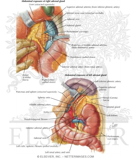 Anatomy and Blood Supply of the Adrenal Glands