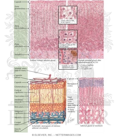 Watermarked preview of labeled image: Histology of the Adrenal Glands