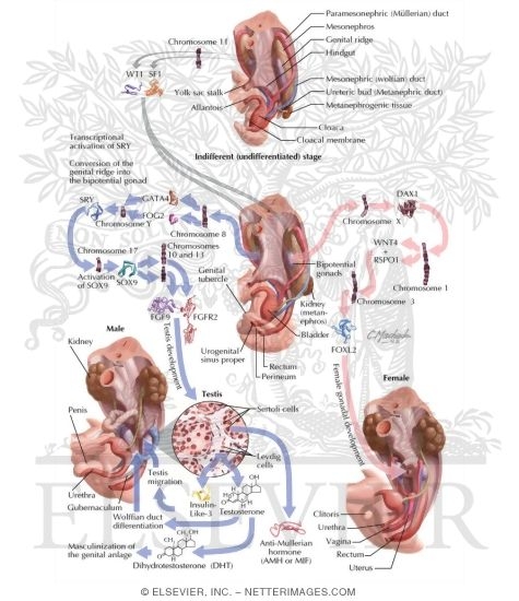 Watermarked preview of labeled image: Genetics and Biology of Early Reproductive Tract Development