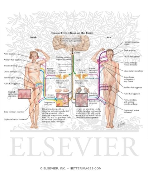Watermarked preview of labeled image: Hormonal Events in Female Pubescence - Hormonal Events in Male Pubescence