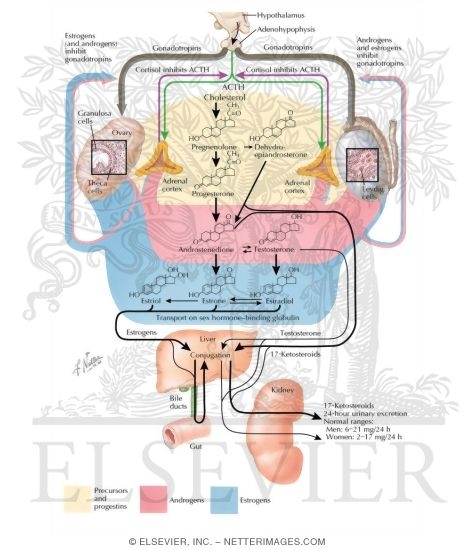 Testosterone and Estrogen Synthesis