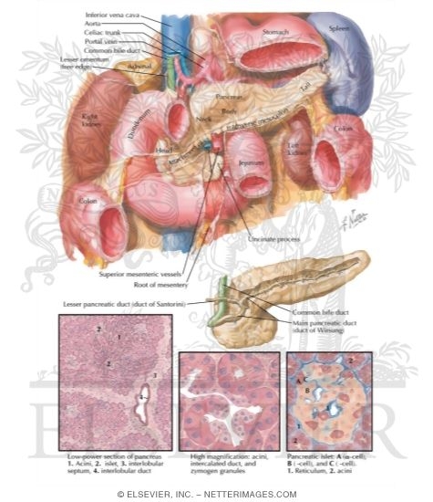 Pancreas Anatomy and Histology