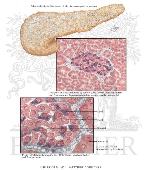 Normal Histology of Pancreatic Islets