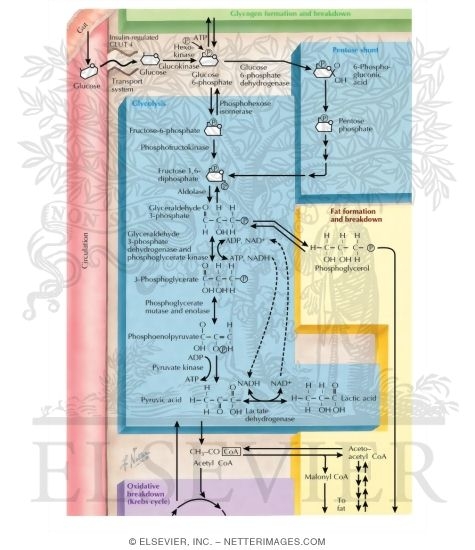 Glycolysis