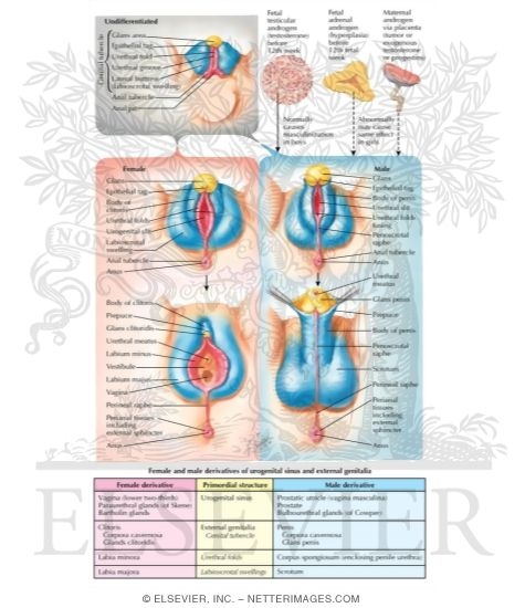 Watermarked preview of labeled image: Differentiation of External Genitalia