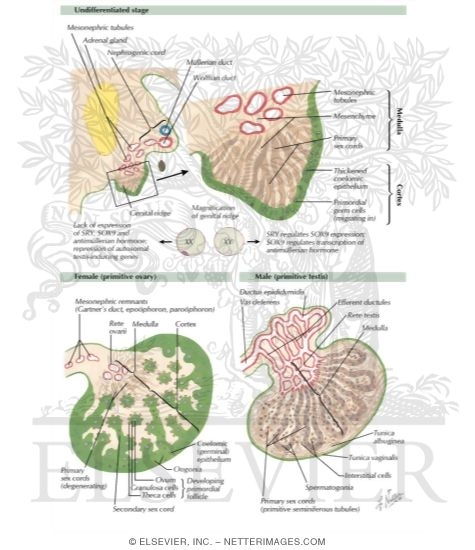 Differentiation of Gonads