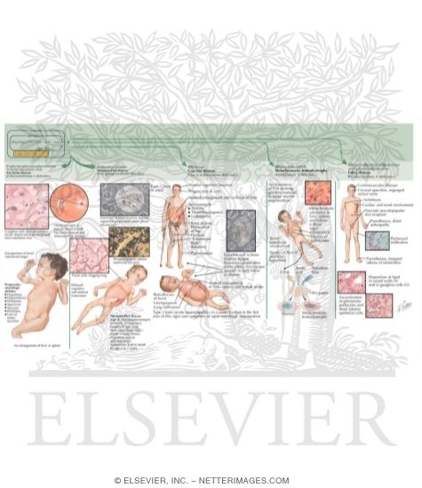 Watermarked preview of labeled image: The Sphingolipidoses