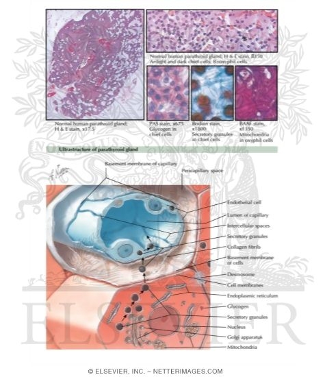 Histology of the Normal Parathyroid Glands