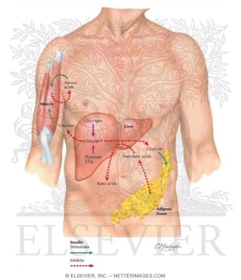 Watermarked preview of labeled image: Insulin's Action and FuelsActions of InsulinActions of Glucagon