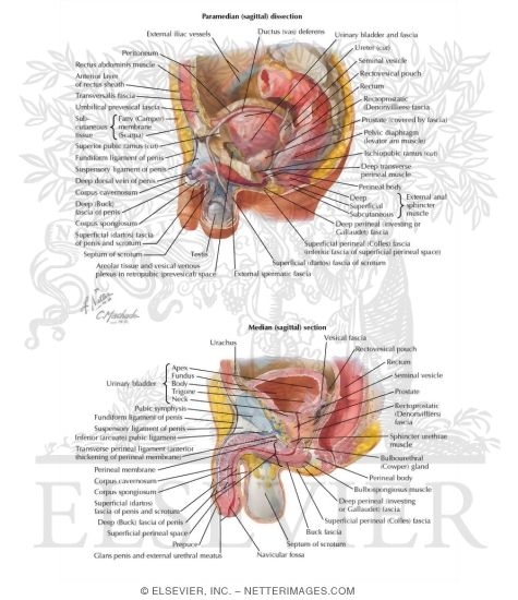 Pelvic Viscera and Perineum: Male