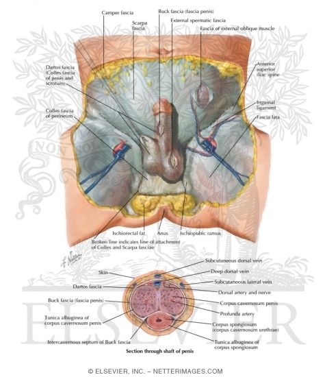 Ligamentous and Fascial Support