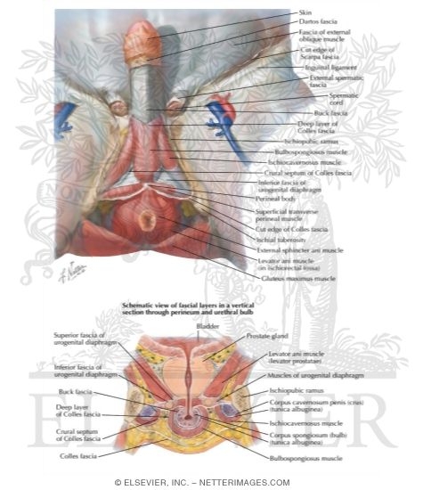 Perineal Fasciae
Perineal Spaces