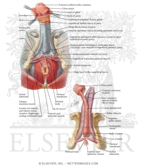 Watermarked preview of labeled image: Penis 
Penile Fasciae and Structures