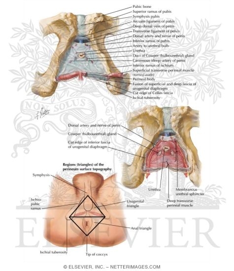 Urogenital Diaphragm
Perineal Spaces
