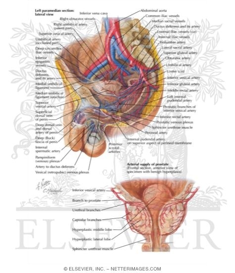 Arteries and Veins of Pelvis: Male
Blood Supply of Pelvis