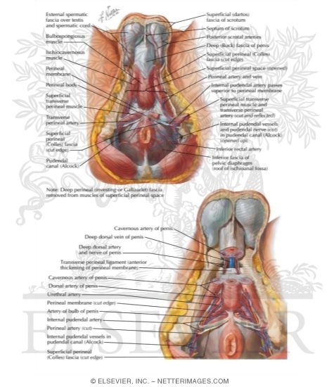 Arteries and Veins of Perineum: Male
Blood Supply of Perineum