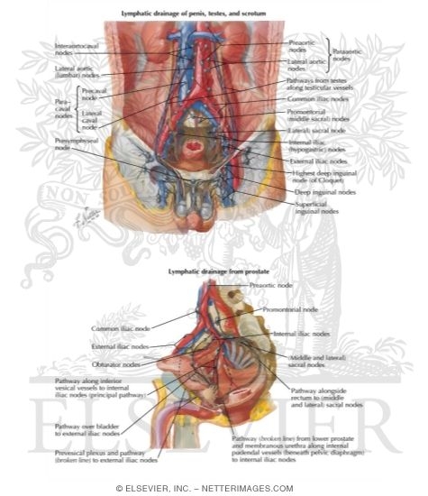 Watermarked preview of labeled image: Lymph Vessels and Nodes of Pelvis and Genitalia: Male
Lymphatic Drainage of Pelvis and Genitalia