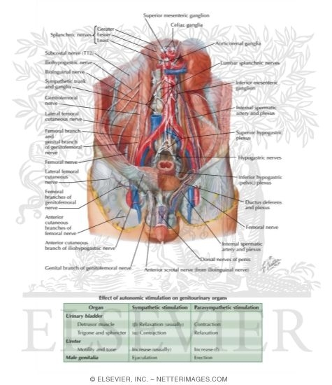 Nerves of External Genitalia: Male Innervation of Genitalia