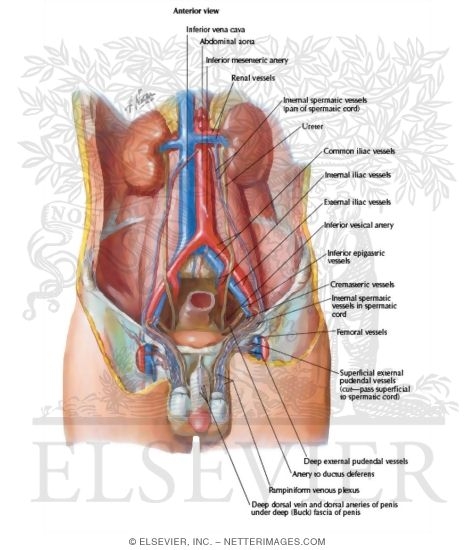 Watermarked preview of labeled image: Blood Supply of Testes