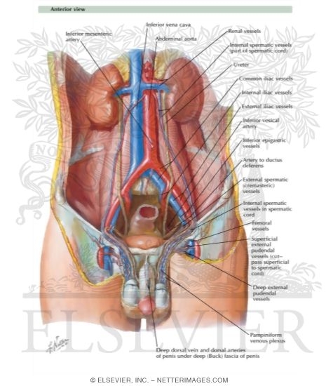 Blood Supply of Testes