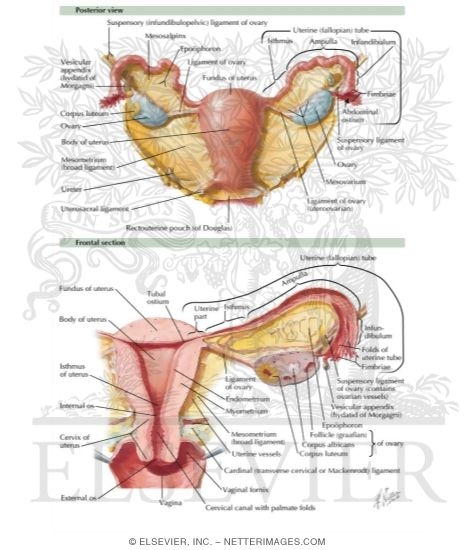Uterus Ovaries And Uterine Tubes